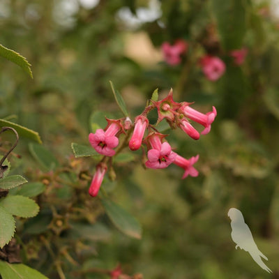 Escalonia Rubra