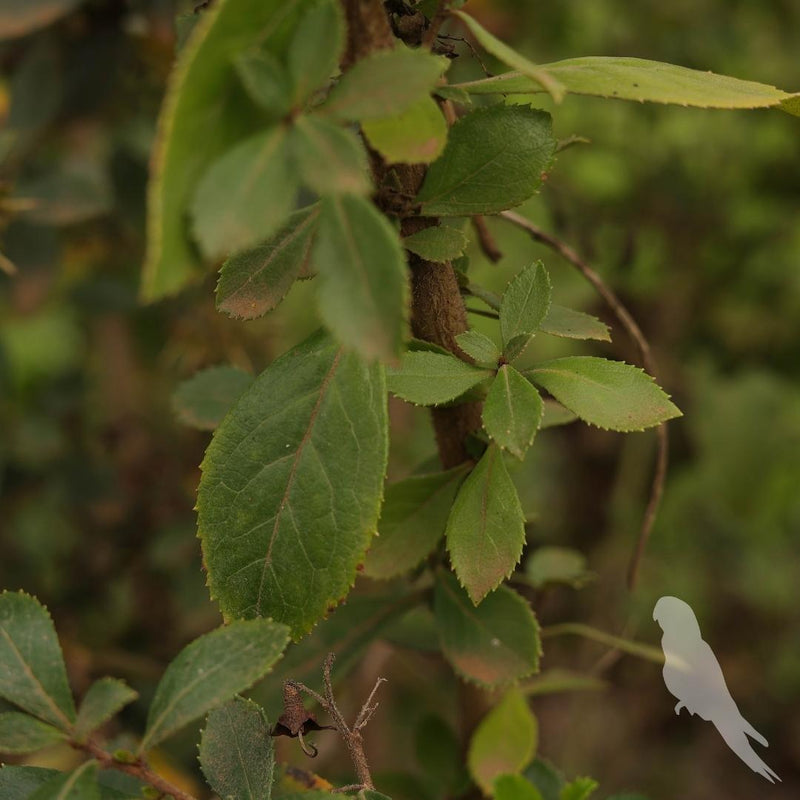 Escalonia Rubra