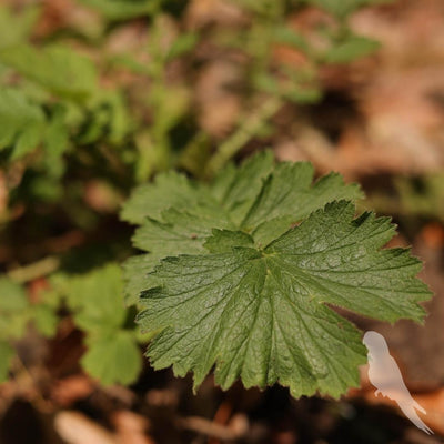 Geum Chiloense