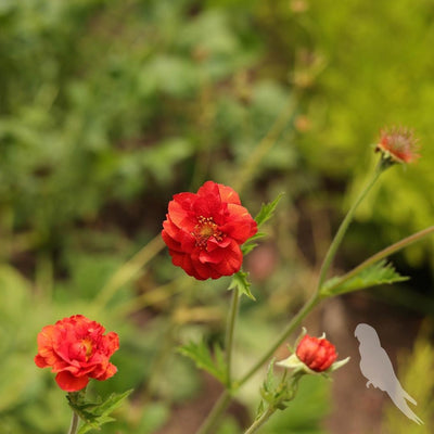 Geum Chiloense