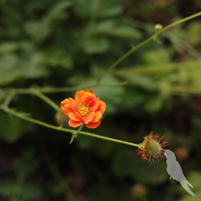 Geum Chiloense