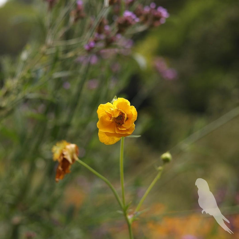 Geum Chiloense