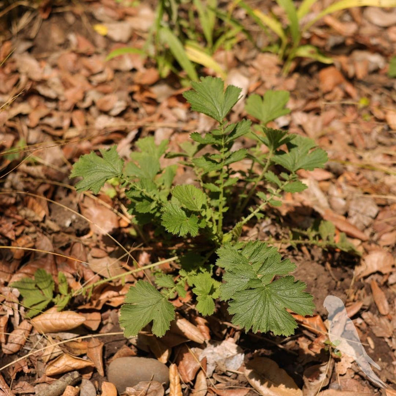 Geum Chiloense