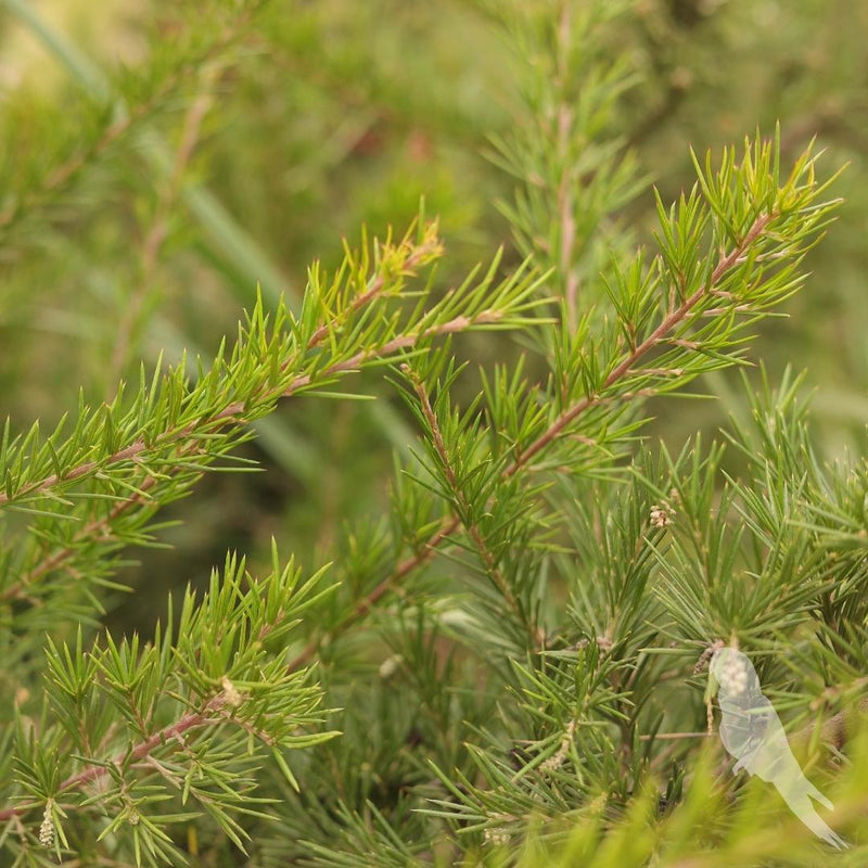 Grevillea Juniperina