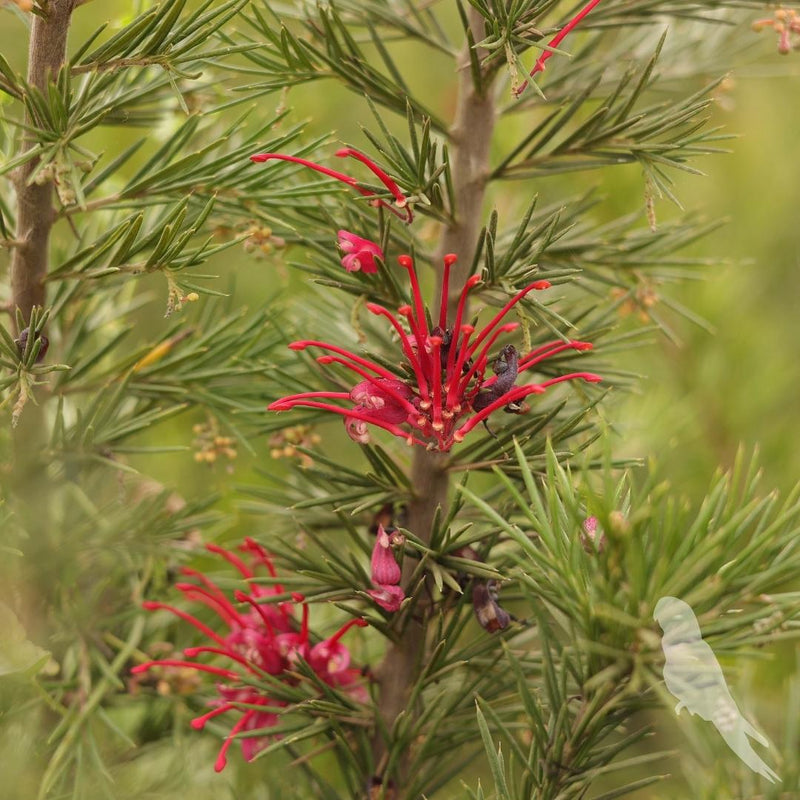 Grevillea Juniperina