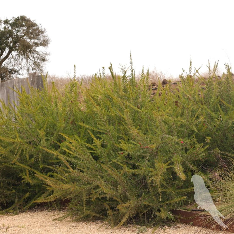 Grevillea Juniperina