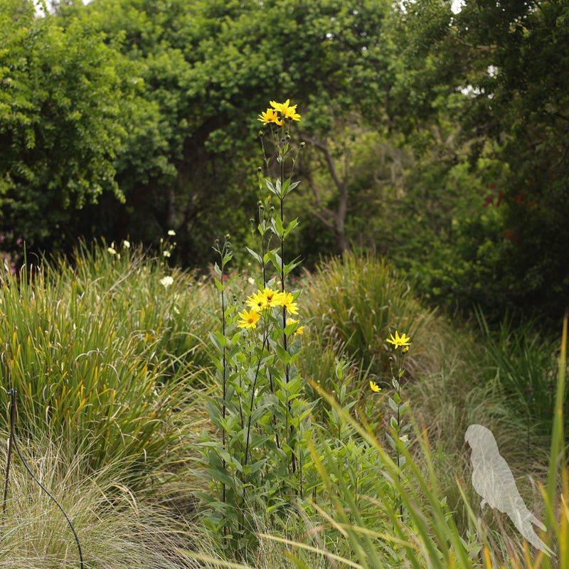 Helianthus Tuberosus