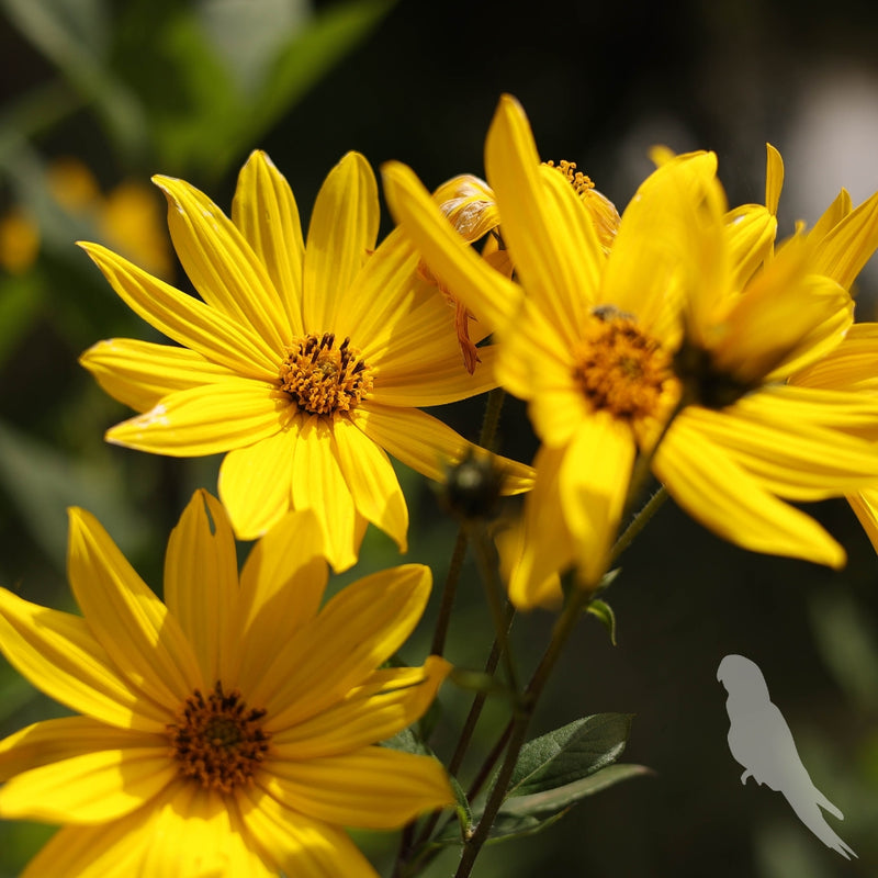 Helianthus Tuberosus