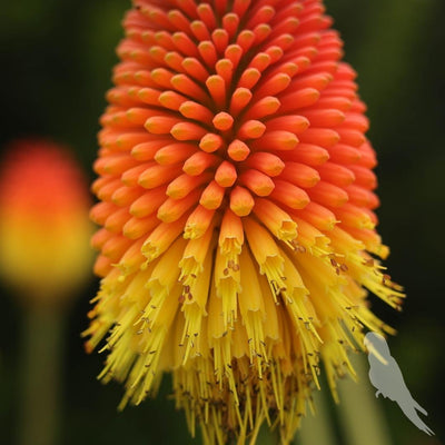 Kniphofia Uvaria Naranja