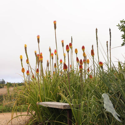 Kniphofia Uvaria Naranja