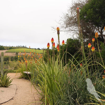 Kniphofia Uvaria Naranja