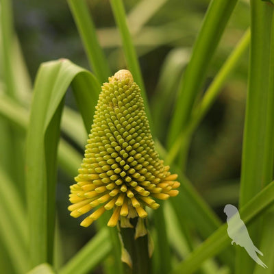 Kniphofia Uvaria Naranja