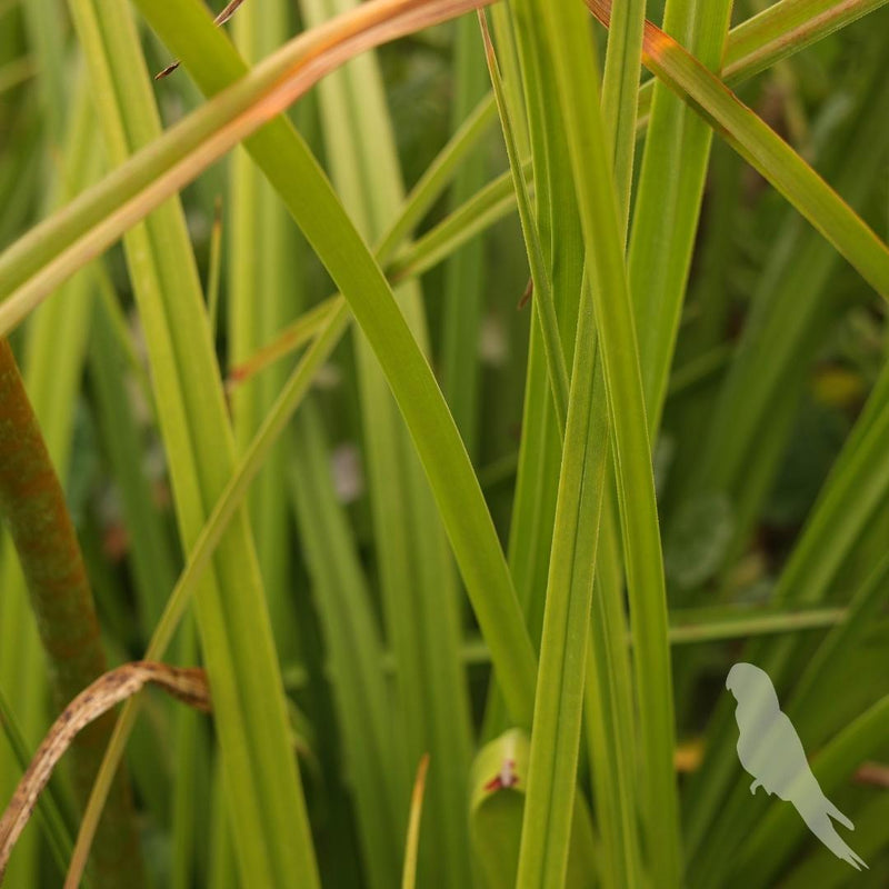 Kniphofia Uvaria Naranja