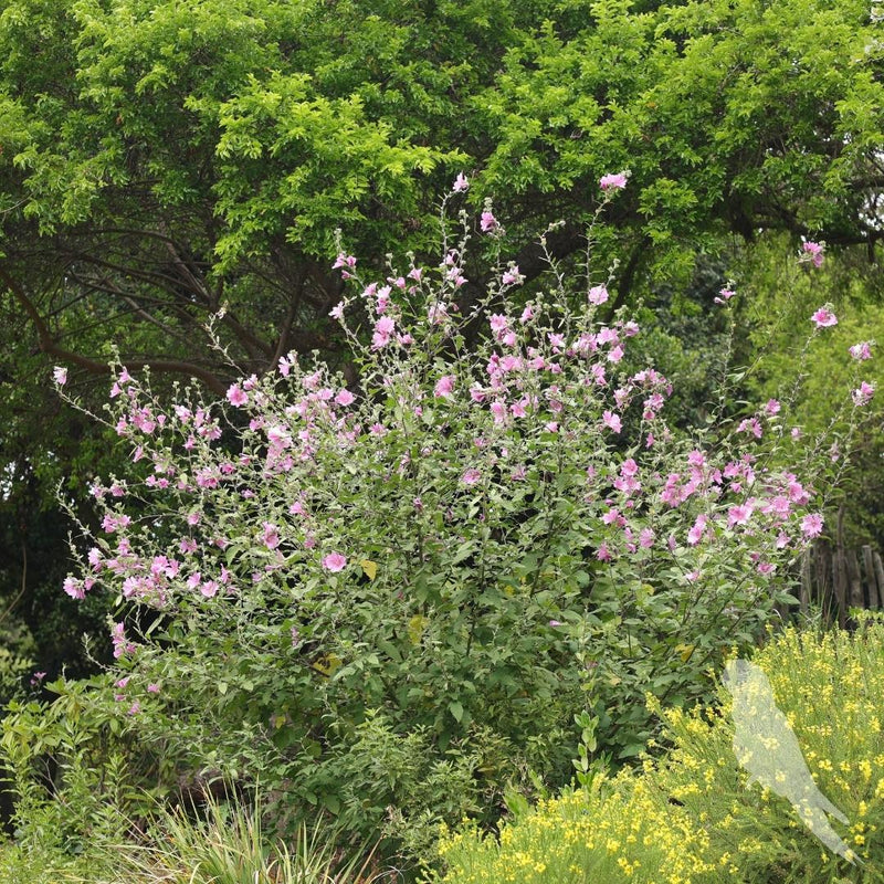 Lavatera Clementii