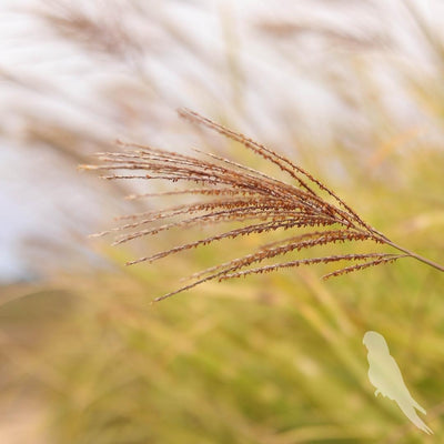 Miscanthus Sinencis Zebrinus