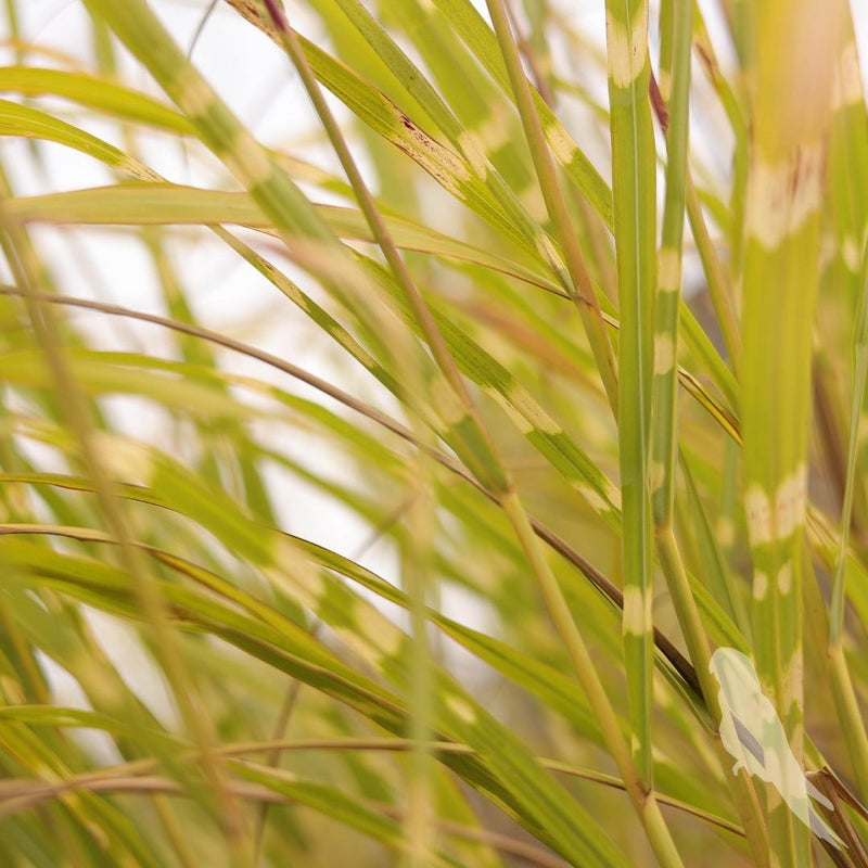 Miscanthus Sinencis Zebrinus