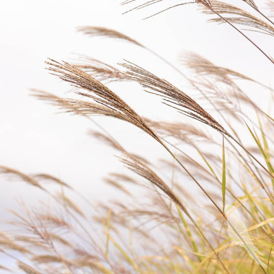 Miscanthus Sinencis Zebrinus