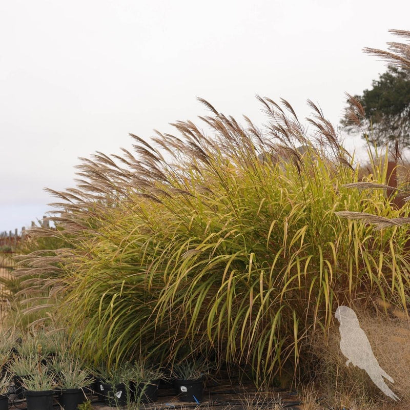 Miscanthus Sinencis Zebrinus