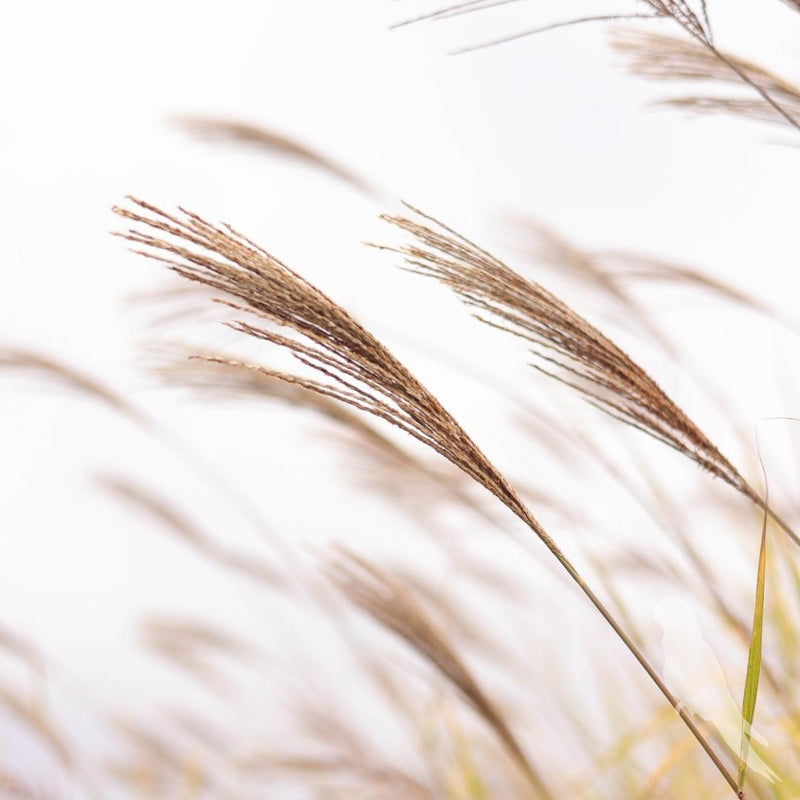 Miscanthus Sinencis Zebrinus