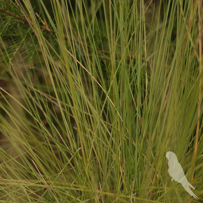 Muhelembergia Capilaris Flor De Otoño