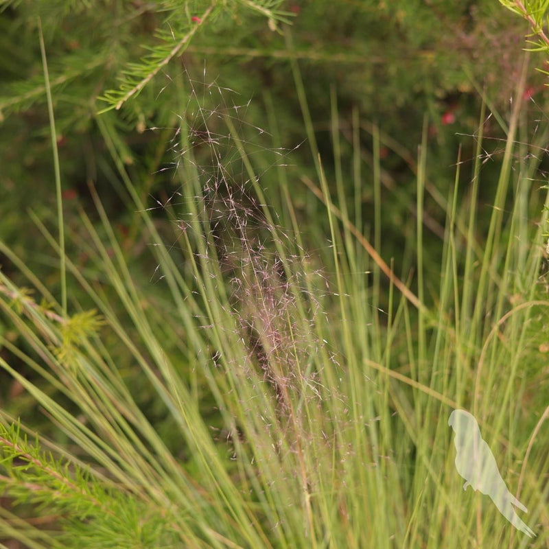 Muhelembergia Capilaris Flor De Otoño