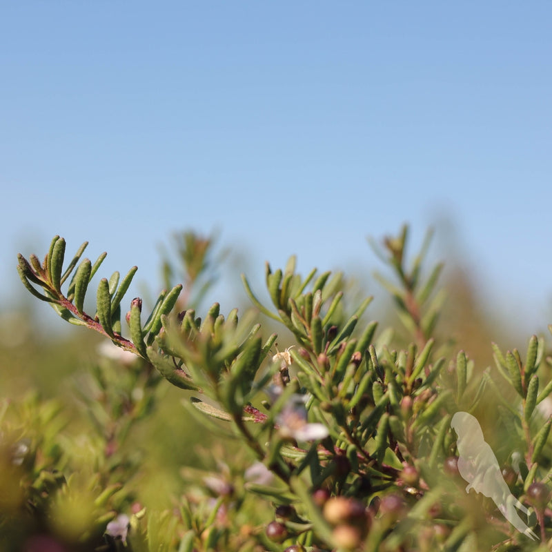 Myoporum Parvifolium