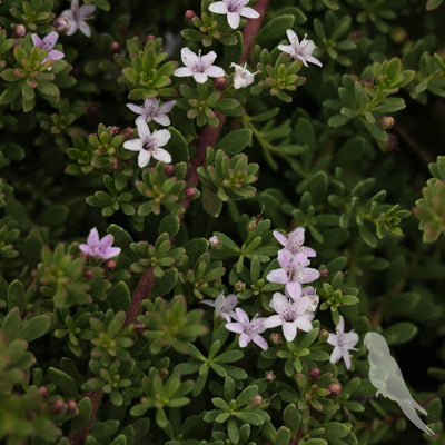 Myoporum Parvifolium