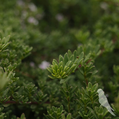 Myoporum Parvifolium
