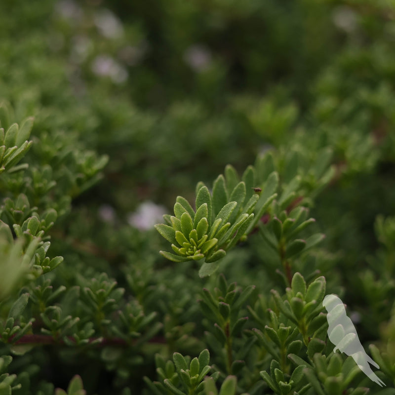 Myoporum Parvifolium
