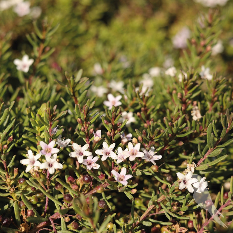 Myoporum Parvifolium