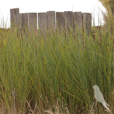 Panicum Virgatum Heavy Metal