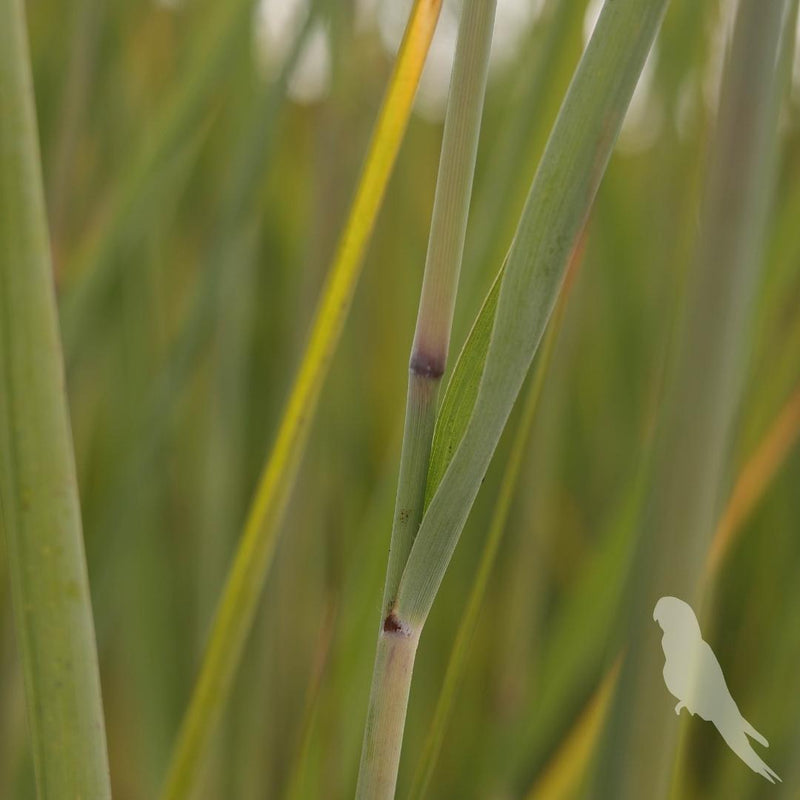 Panicum Virgatum Heavy Metal