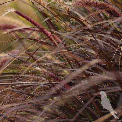 Pennisetum Setaceum Atropurpurea