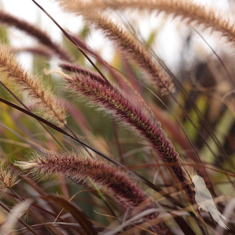 Pennisetum Setaceum Atropurpurea