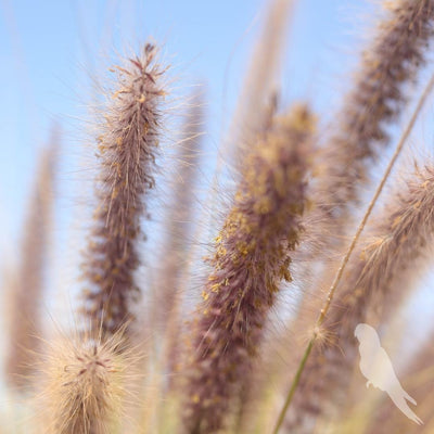 Pennisetum Setaceum Rupelli