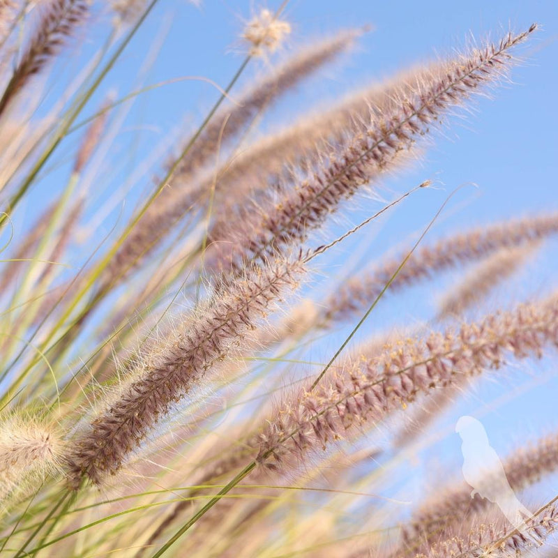 Pennisetum Setaceum Rupelli