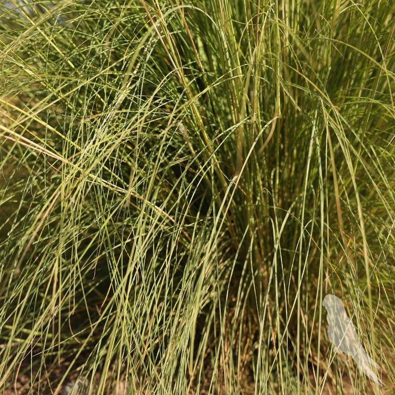 Pennisetum Setaceum Rupelli