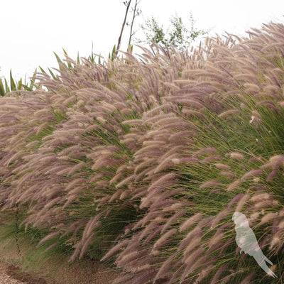 Pennisetum Setaceum Rupelli