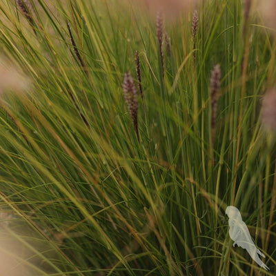 Pennisetum Setaceum Rupelli