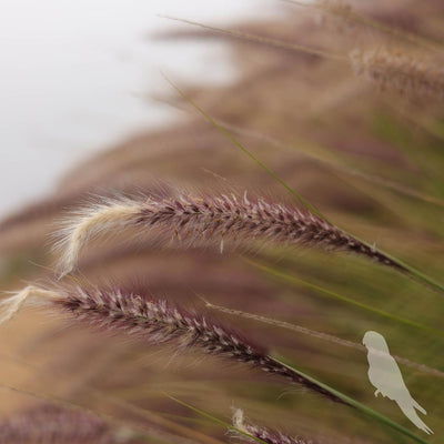 Pennisetum Setaceum Rupelli