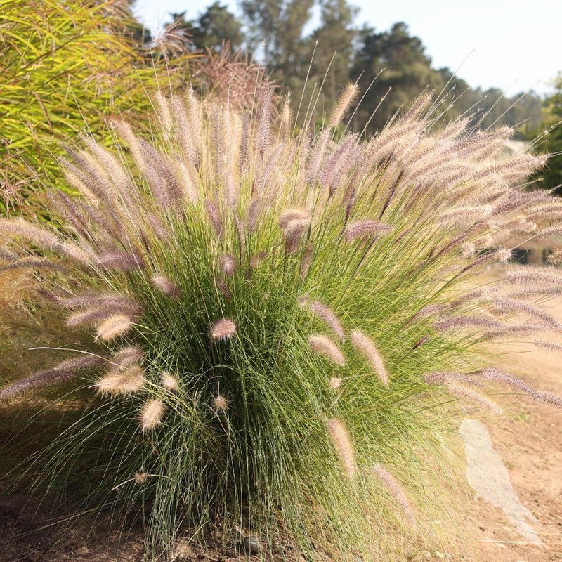 Pennisetum Setaceum Rupelli