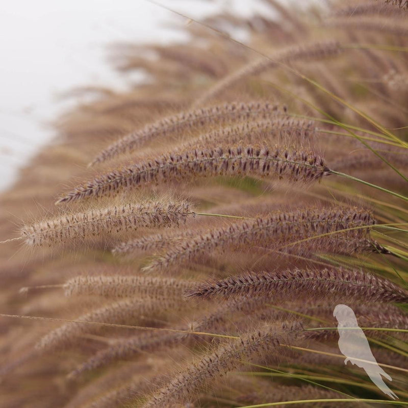 Pennisetum Setaceum Rupelli