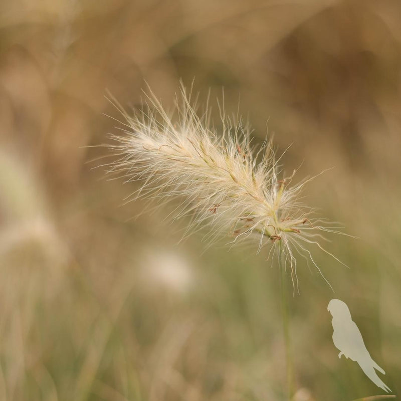 Pennisetum Villosum