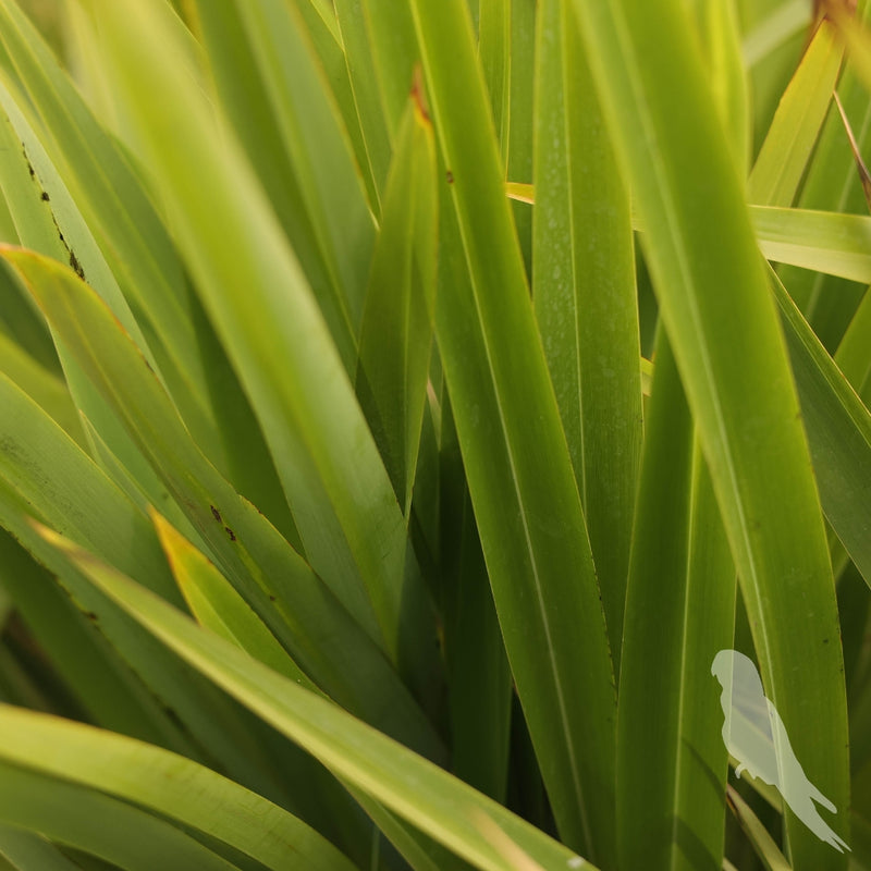 Phormium Cookinam Green (Pita)