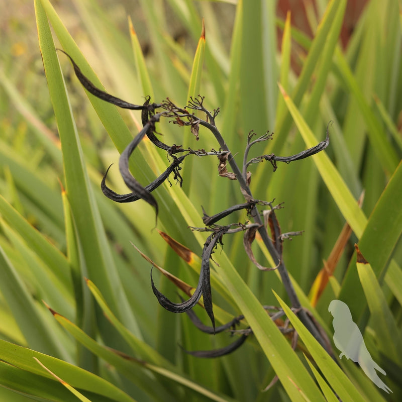 Phormium Cookinam Green (Pita)