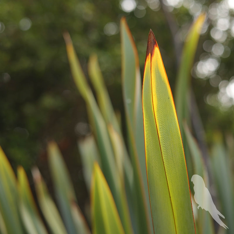 Phormium Tenax