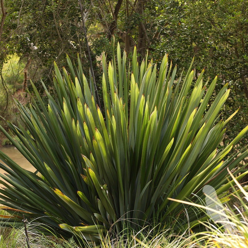 Phormium Tenax