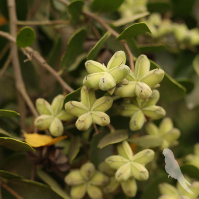 Quillaja Saponaria (Quillay)