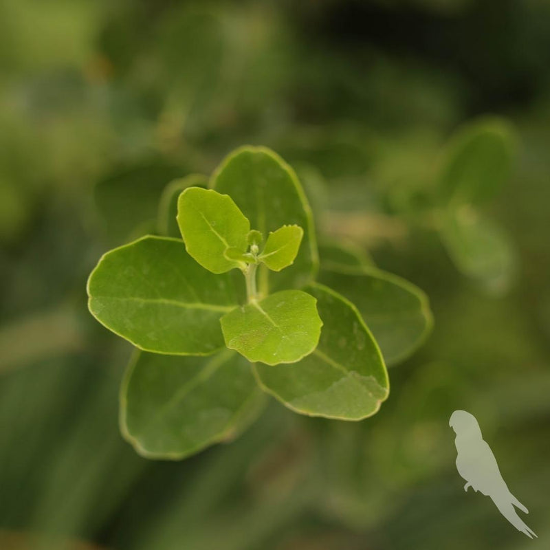 Quillaja Saponaria (Quillay)