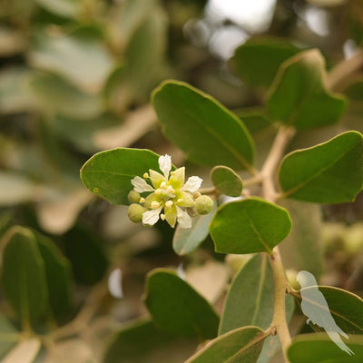 Quillaja Saponaria (Quillay)